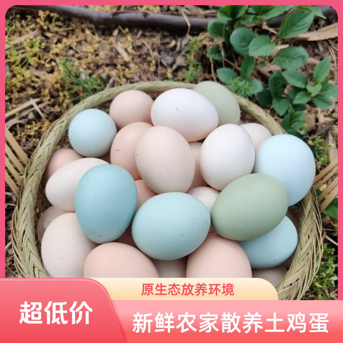 山坡散养柴鸡蛋 现捡现发（绿25枚粉25枚混装）共50枚