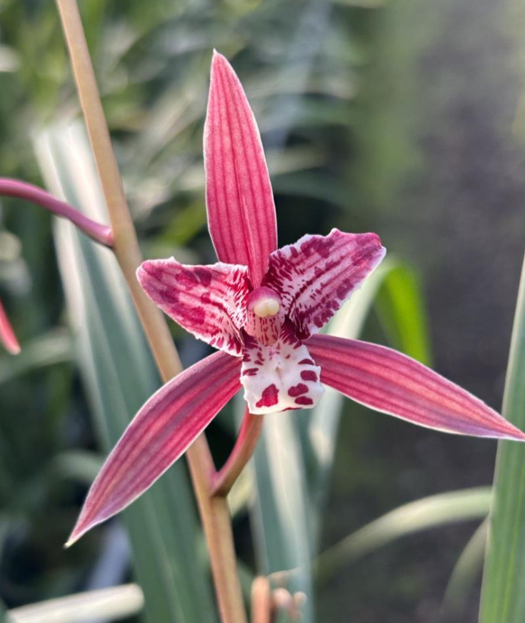 寒兰红三星蝶花期11月-到来年3月浓香型