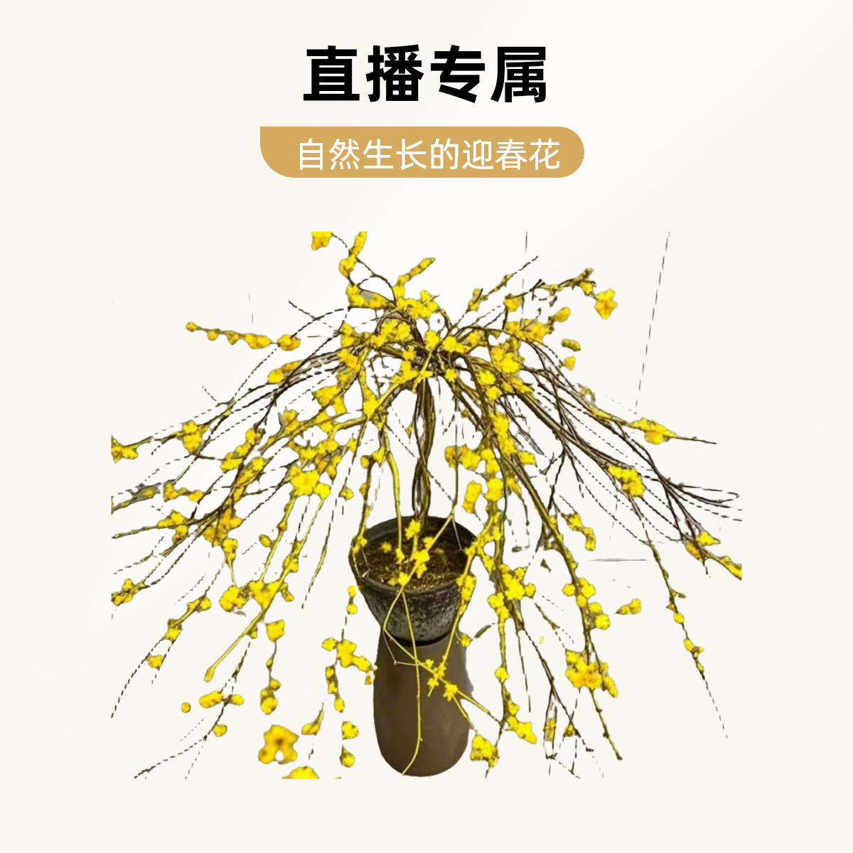 直播专属纳财迎春花手工编织树状棒棒糖造型垂吊设计室内外盆景