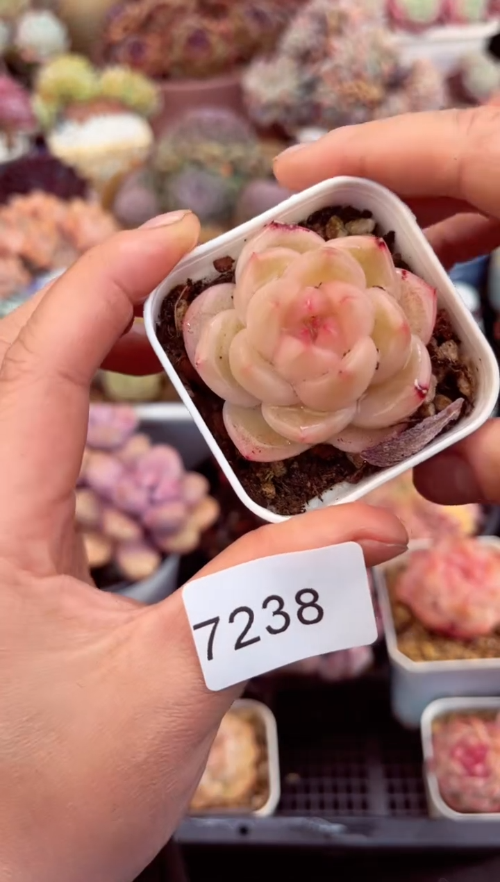 【闪购商品】7238单头多肉