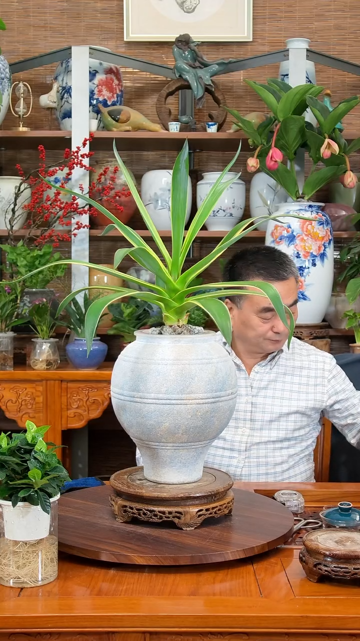 全部花苞小*屋水之韵水培龙舌兰