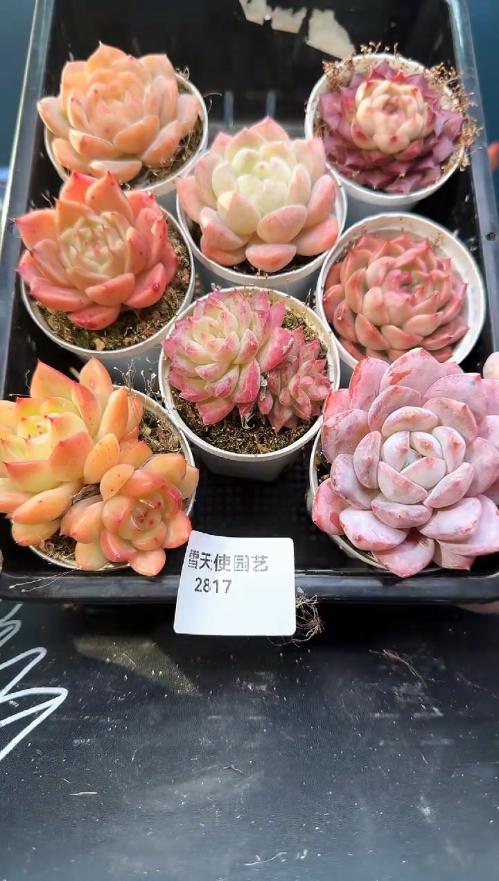 2 817  多肉8   颗