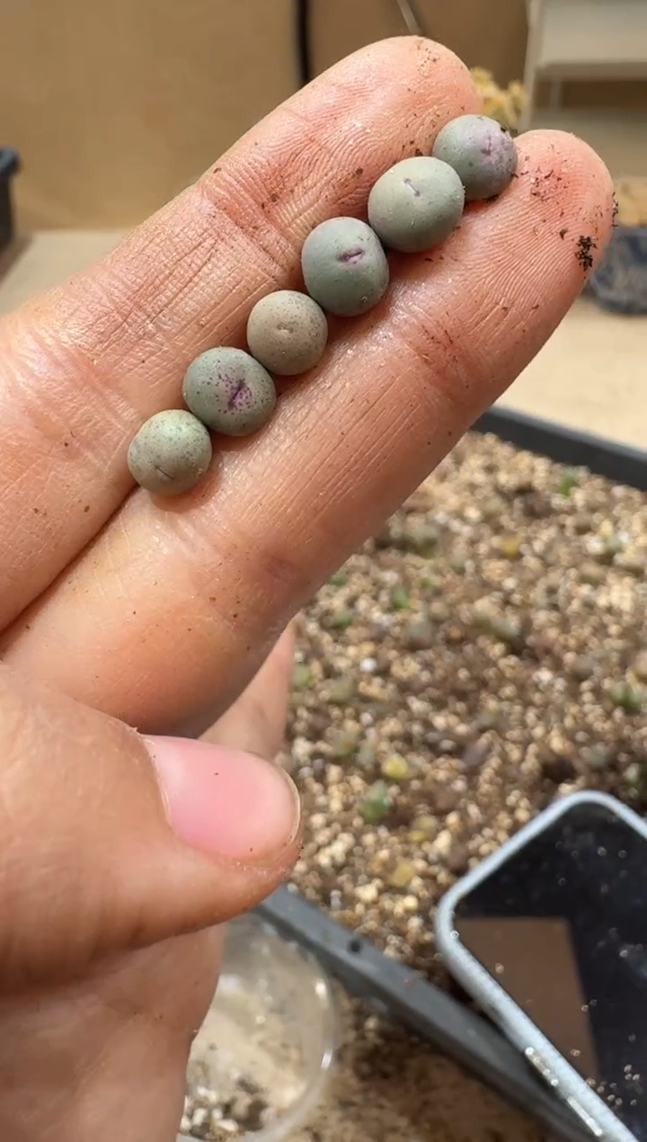 多肉植物肉锥3-186一颗