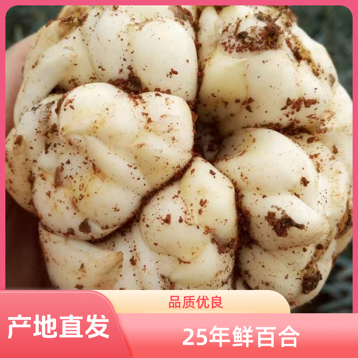 【大果2斤】2025新鲜现挖正宗宜兴特级百合2斤5个左右微苦产地直发