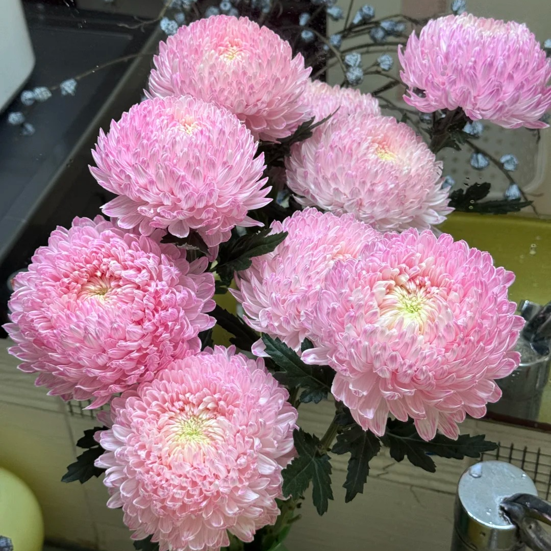 【大聪明卖花】樱花粉牡丹菊 任意2单升级快递 发货后不支持退款