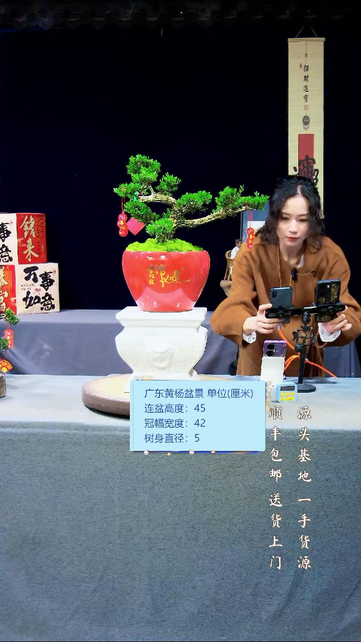 【闪购商品】黄杨盆景黄杨盆景