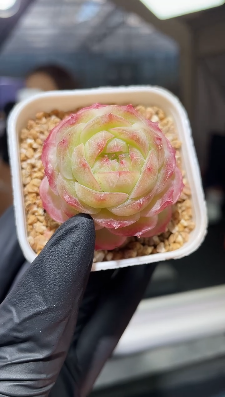 闪购818  蔷薇珍妮多肉一颗    