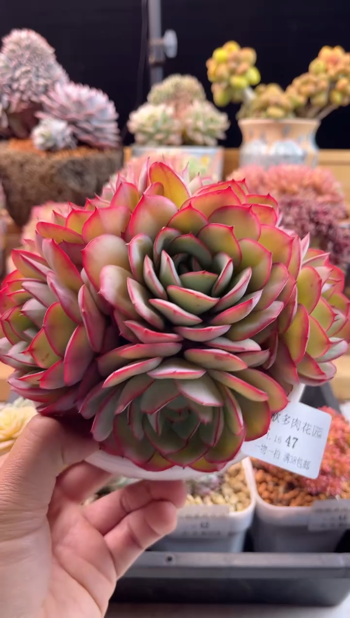 【闪购商品】1.16-47牡丹亭捧花