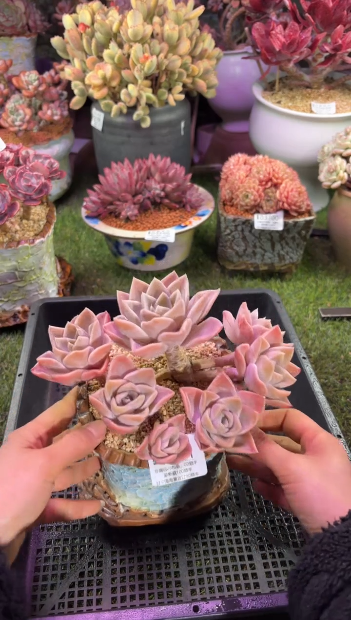 【闪购商品】03741