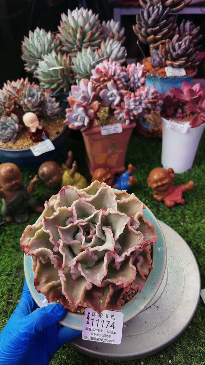 昆明印象多肉11174