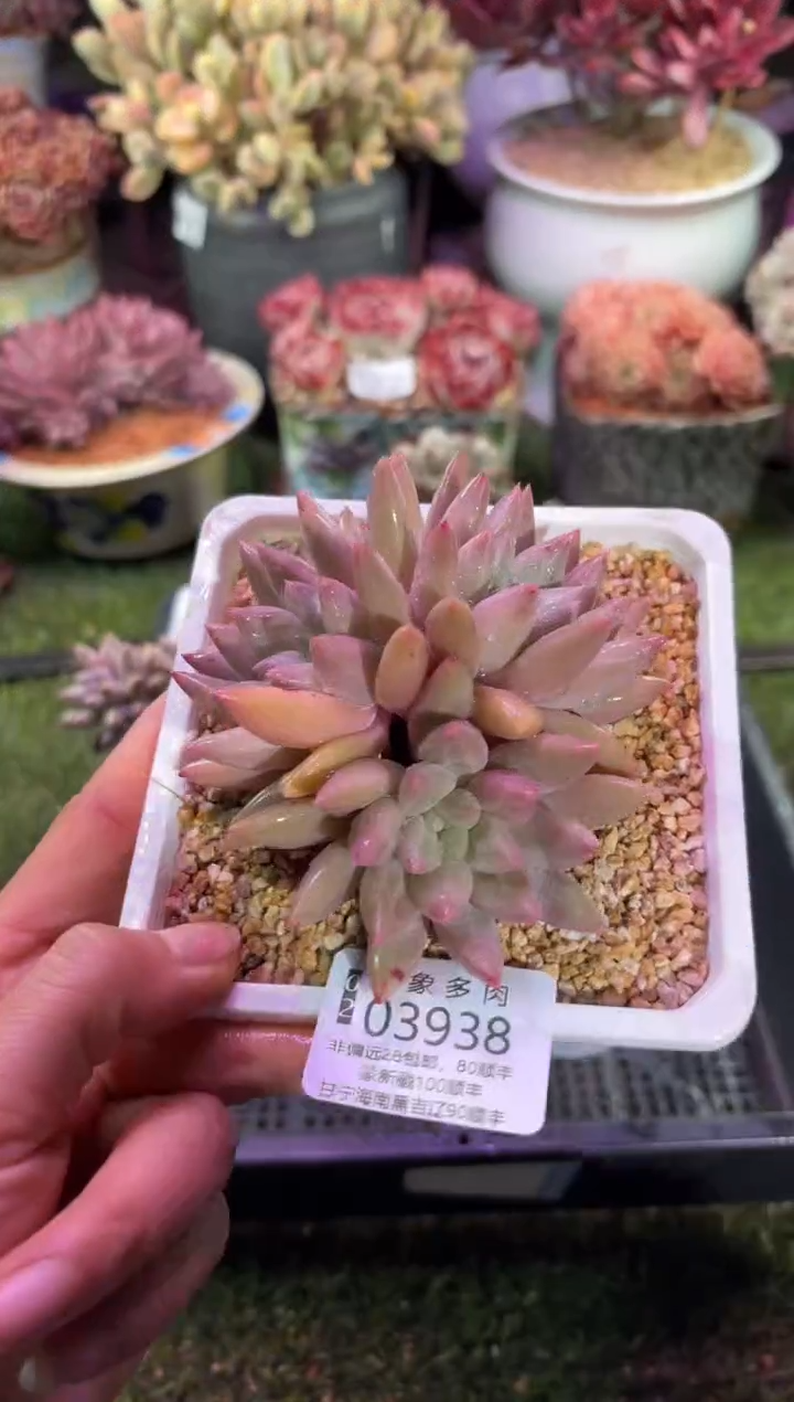 【闪购商品】03938