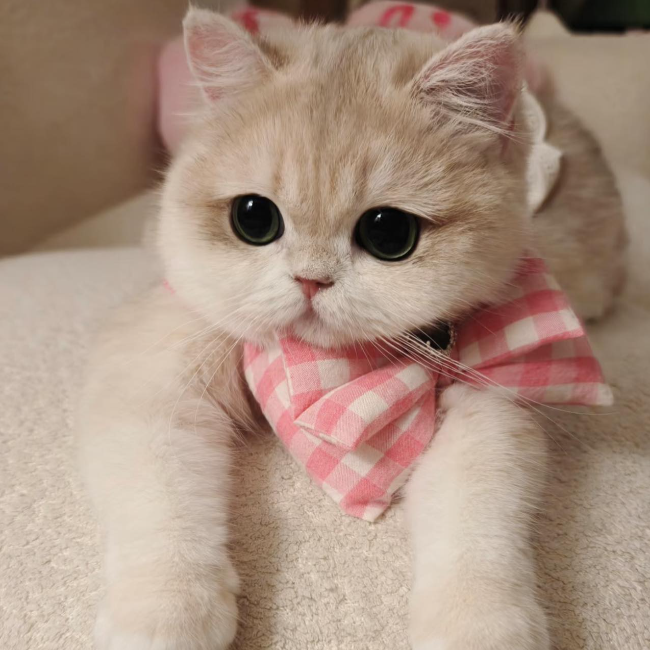 渐层系列猫咪-适合新手