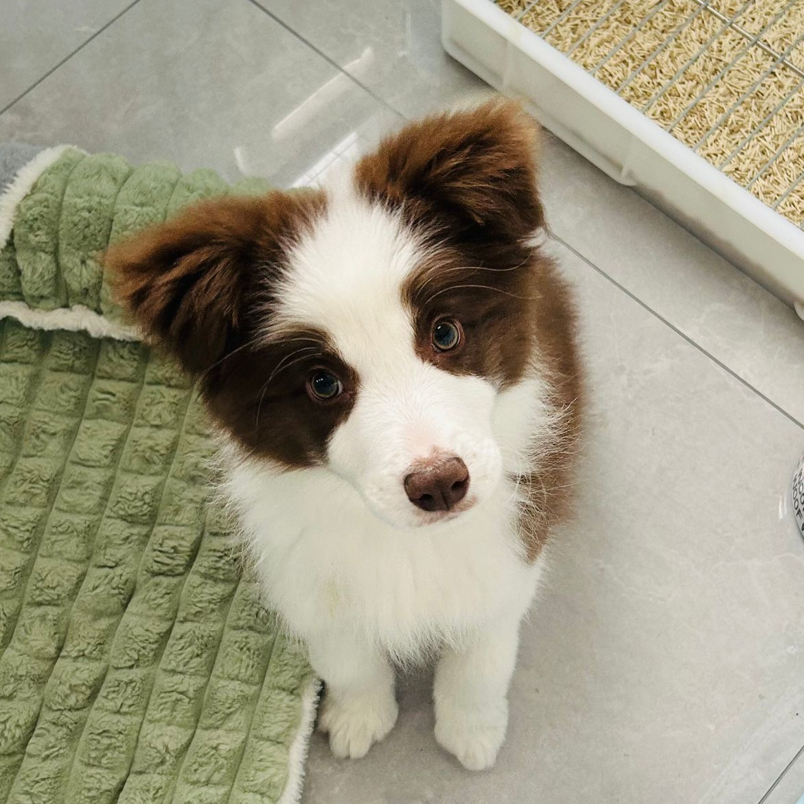 边幅边境牧羊犬边牧蓝陨石边牧咖啡边牧黑白边牧