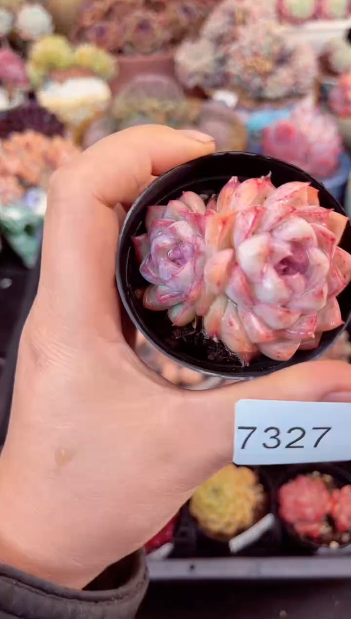 【闪购商品】7327单头多肉