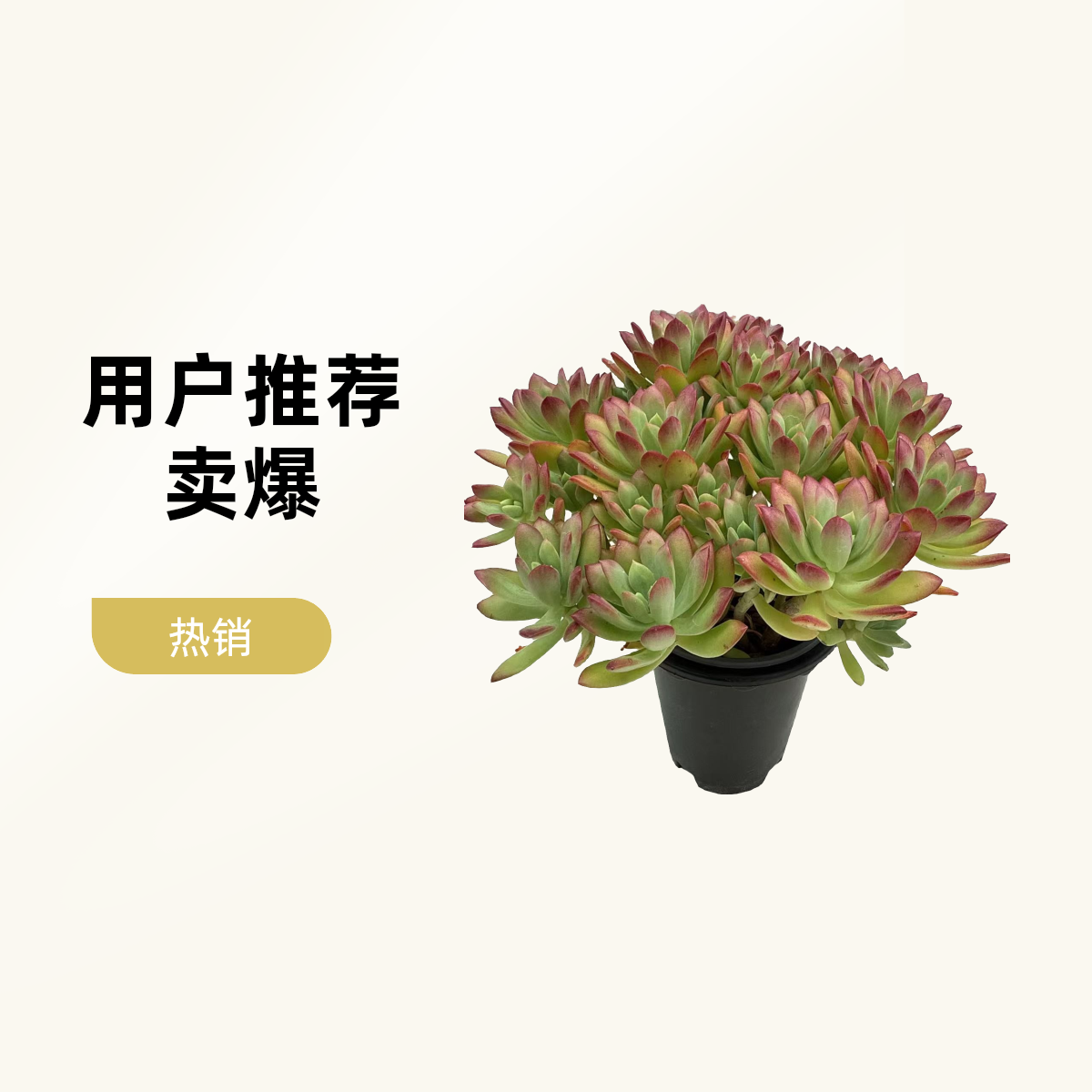 【沙漠玫瑰红稚莲】带盆发货 云南维维多肉盆栽新手好养心花怒放