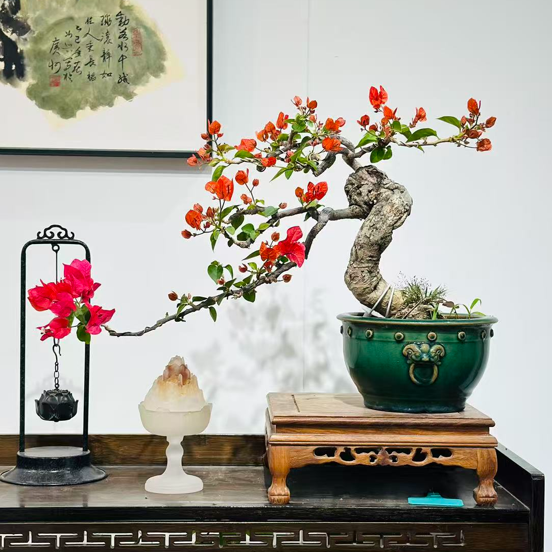 精品三角梅同安红造型盆景客厅阳台盆景庭院勤花高端老桩四季开花