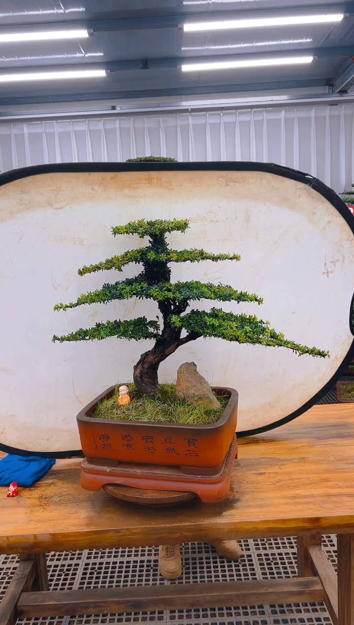 【闪购商品】紫砂精品盆景直播间一物一拍