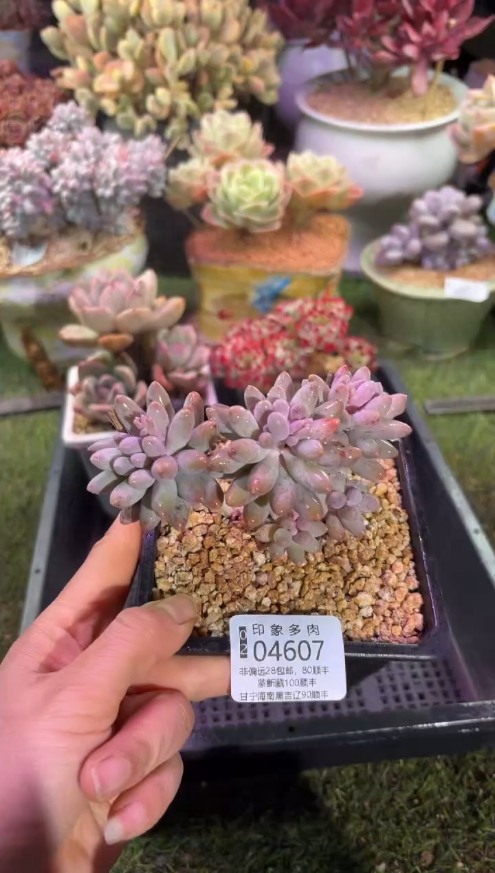 【闪购商品】04607