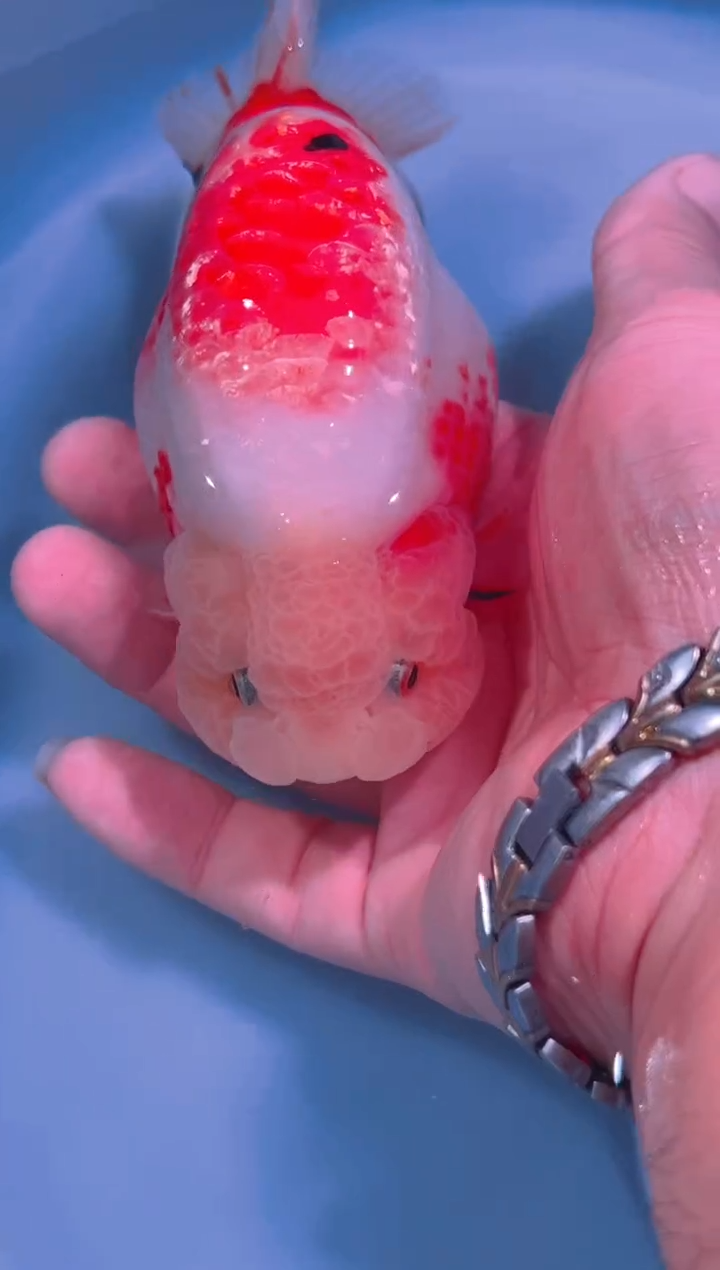 狮头鱼菜*兰寿金鱼一只