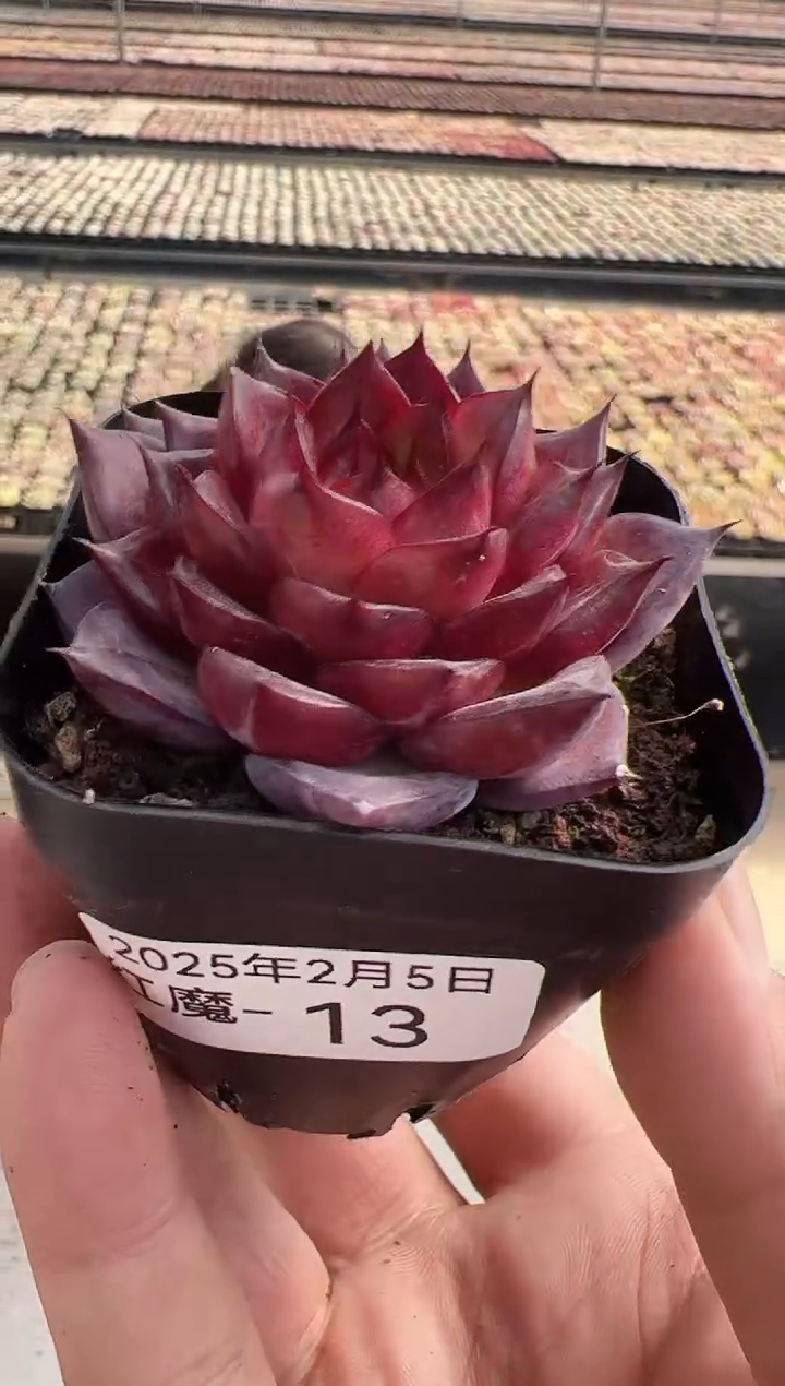 【闪购商品】红魔多肉-13