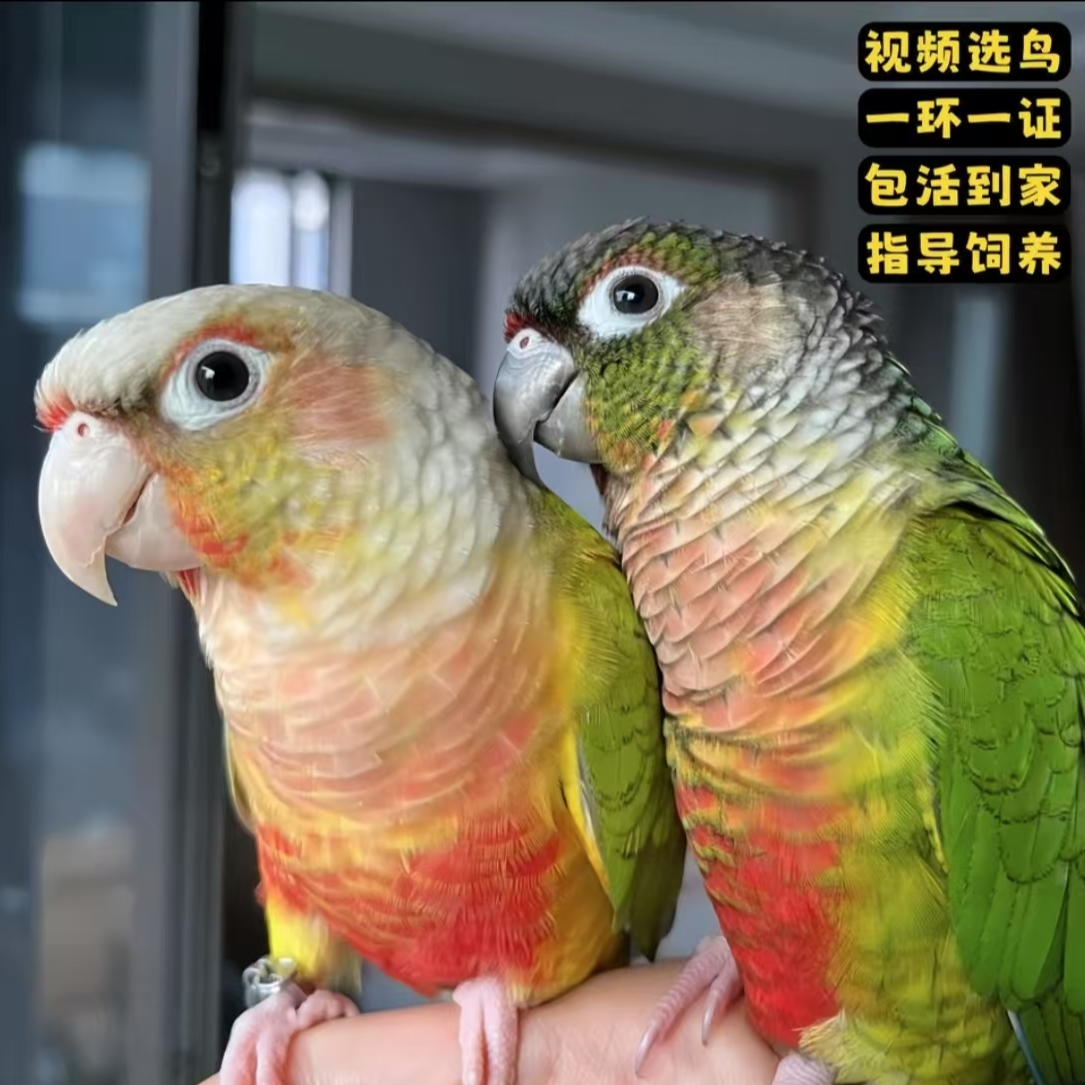 活体鹦鹉雏鸟一物一拍