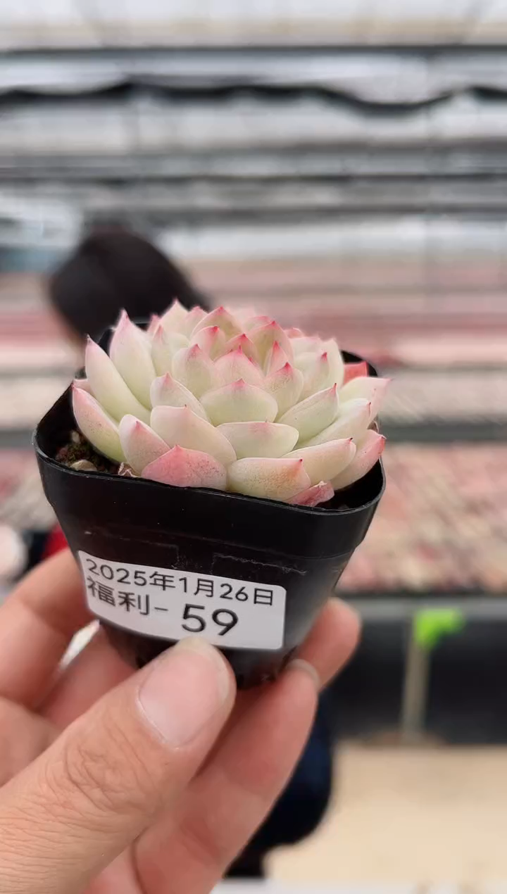 【闪购商品】福利款多肉-59