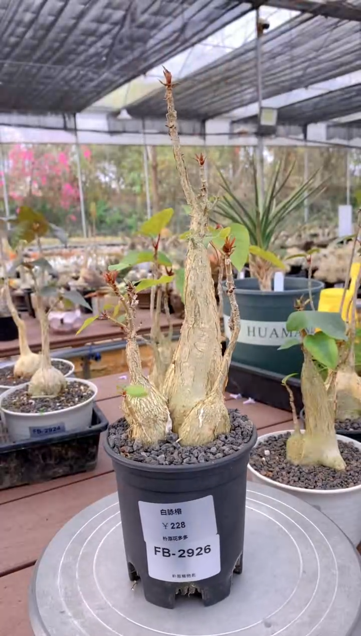 【闪购商品】白脉榕FB-2926