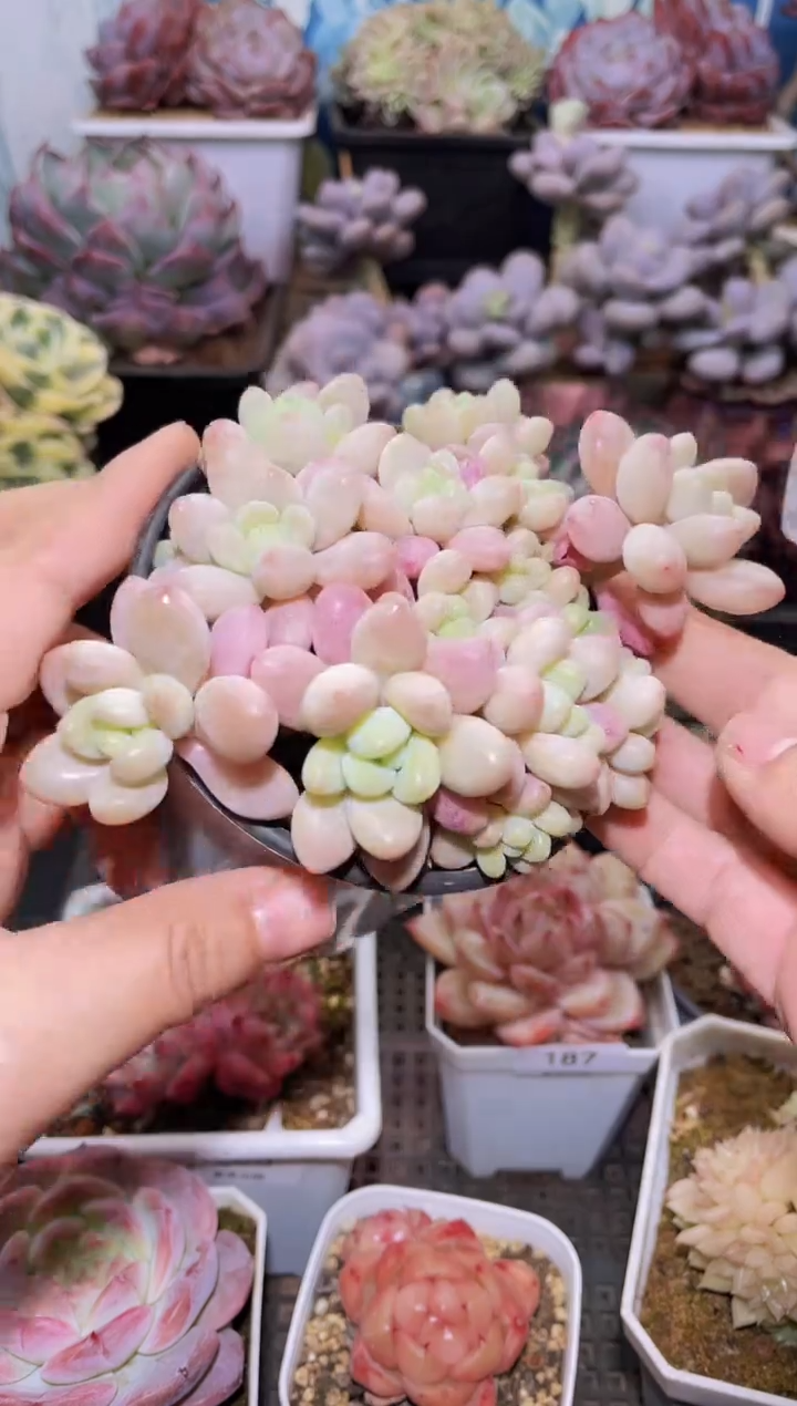 【闪购商品】189鱼子酱多肉