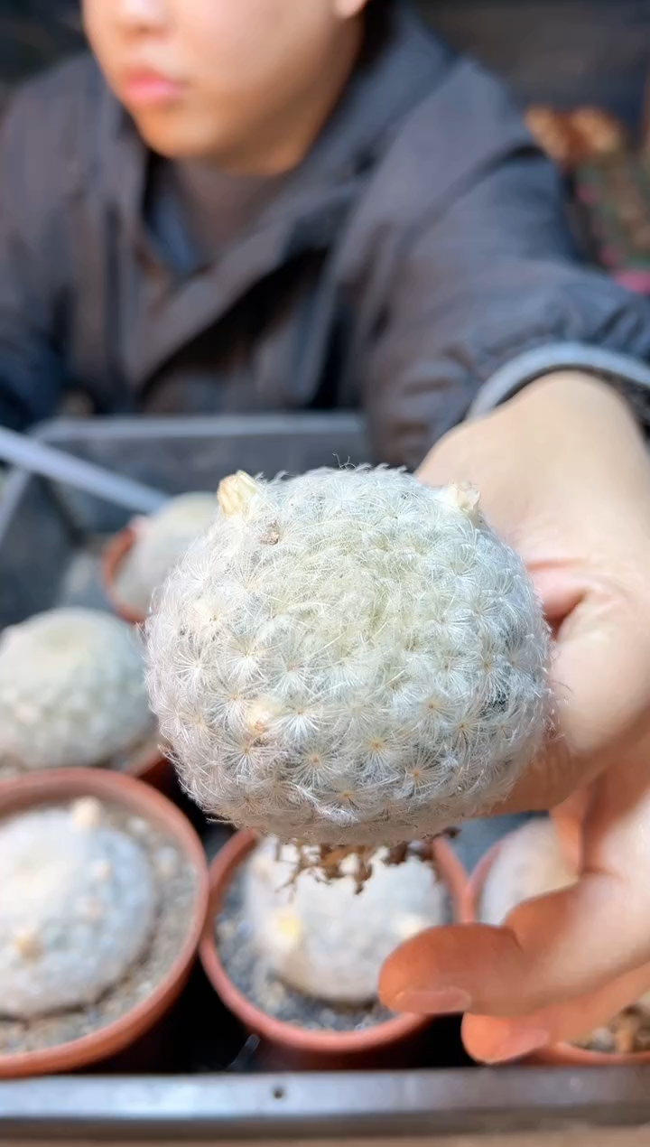 【闪购商品】实生白星5.5公分