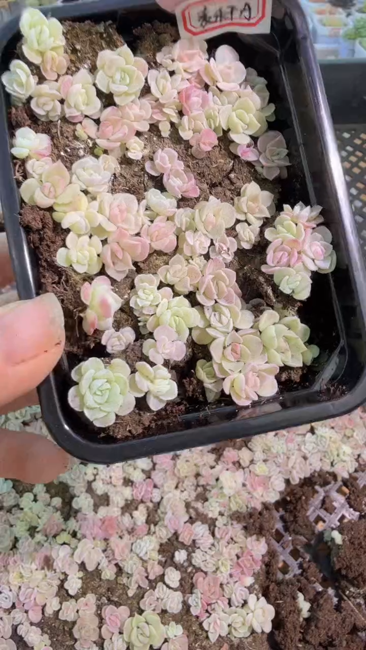 麦秆A切糕1盒 量拍多肉植物