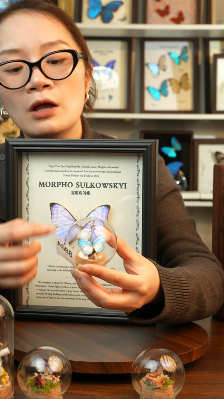 优雅灰蝶-玻璃罩A088