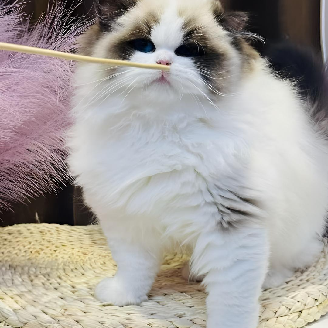 仙女布偶猫-仔仔熊-弟弟