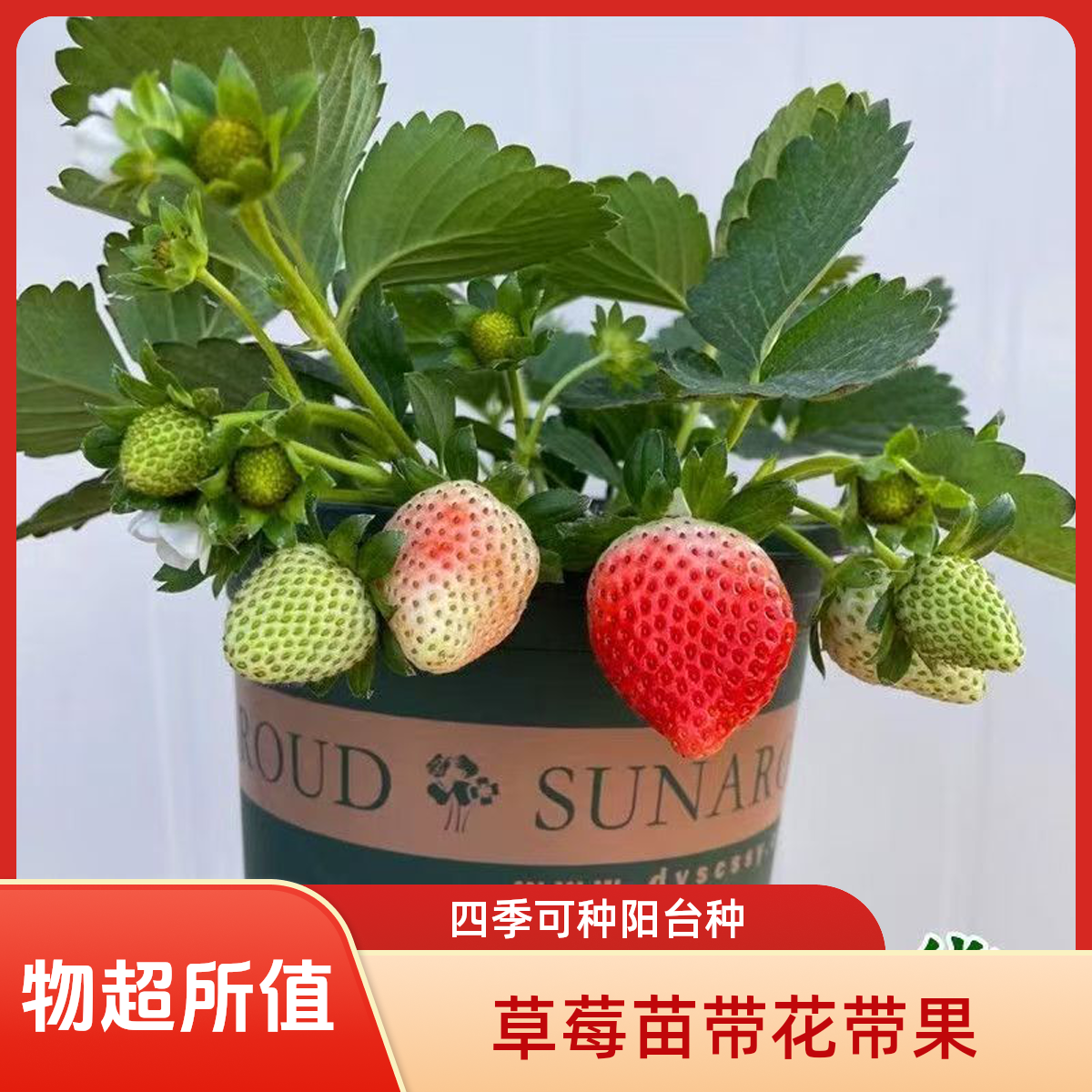 红颜草莓苗奶油草莓苗带花带果盆栽四季可养南北种植易活大果
