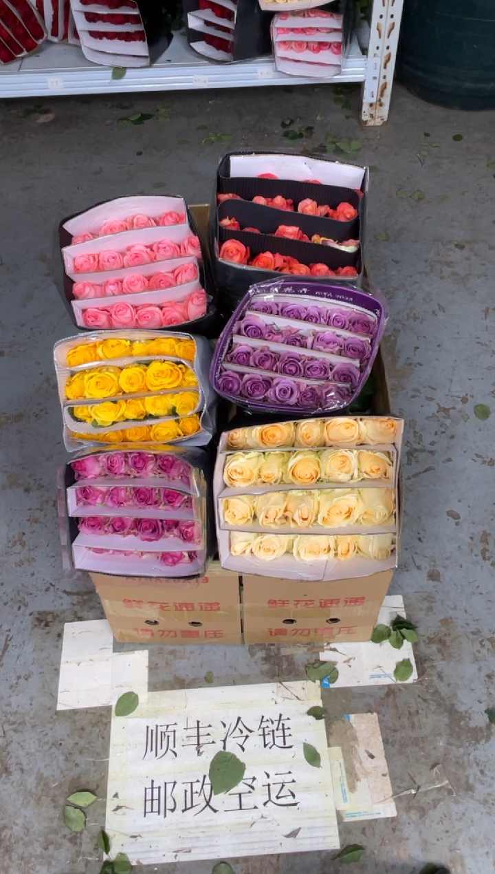 单头玫瑰60枝（任意3个品种）