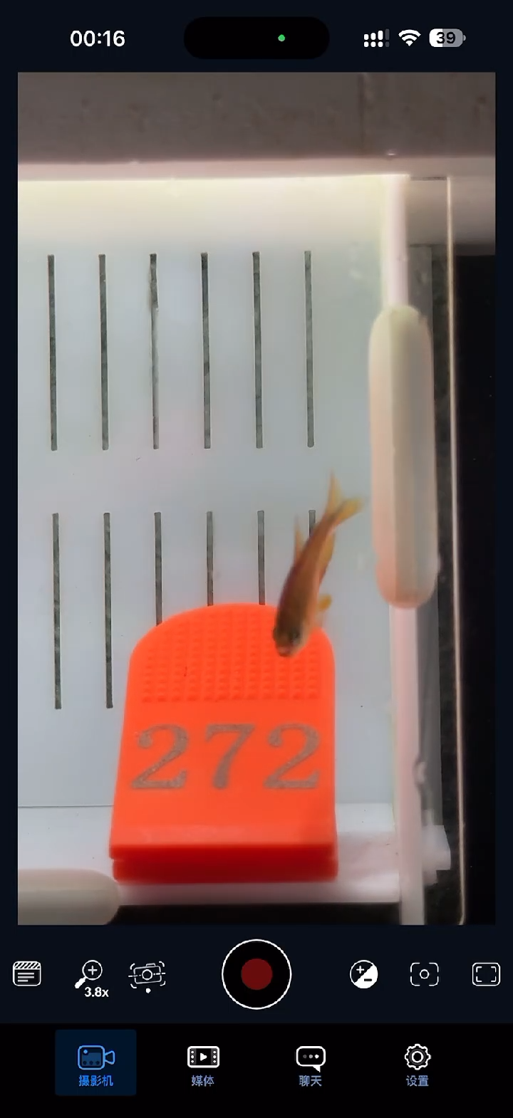 灯科鱼【272】超级黄魔鬼