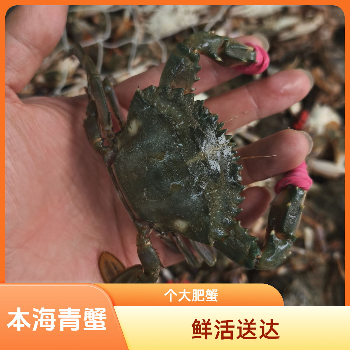 本海-赤甲红【小时达配送到家，保鲜不保活】