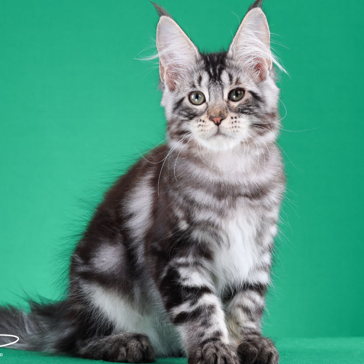 来了姊妹-银虎斑缅因猫 弟弟 33