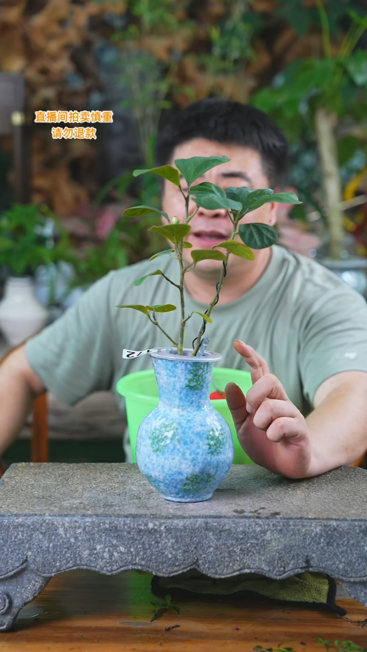 当前无花栽培后可以开花小盼菩提172T