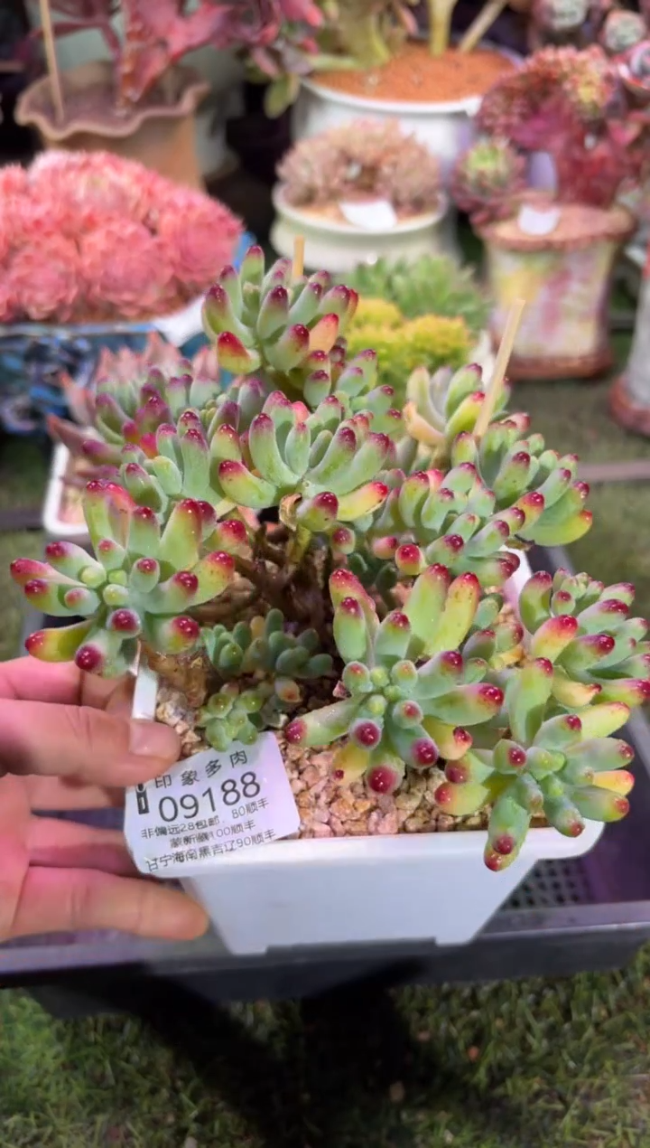 【闪购商品】09188