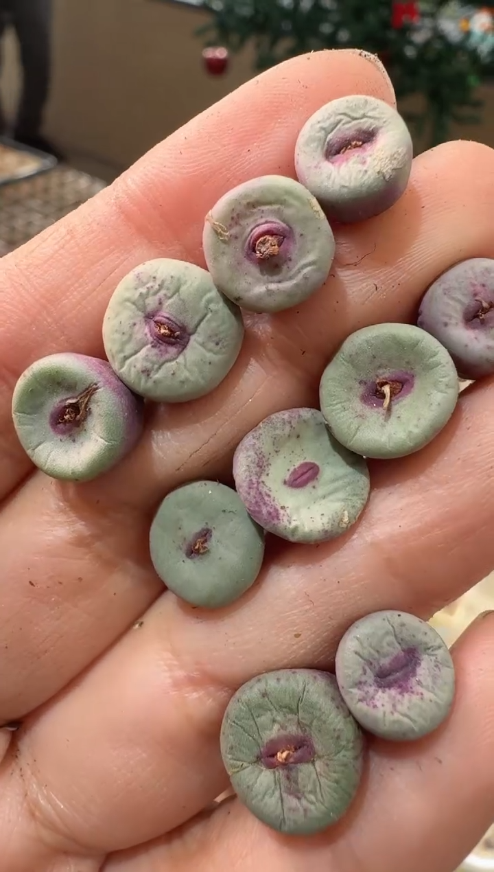 383多肉植物肉锥红嘴一颗