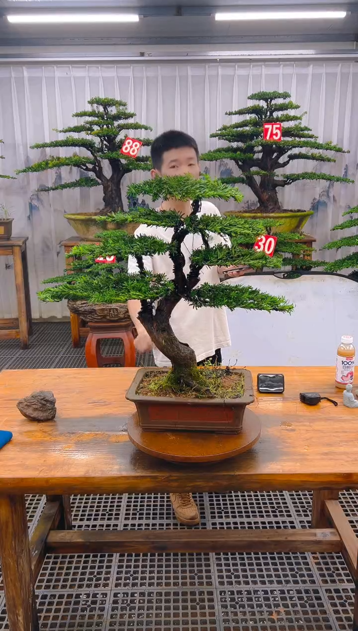 无花朵精品盆景直播间一物一拍
