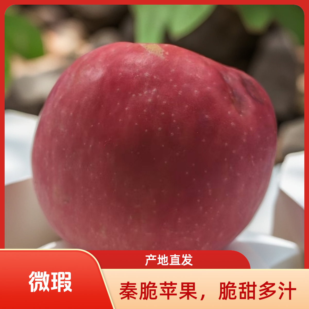 【2025新果】秦脆苹果 微瑕捡漏价 单个尝鲜 表面有硬伤 肉脆汁多