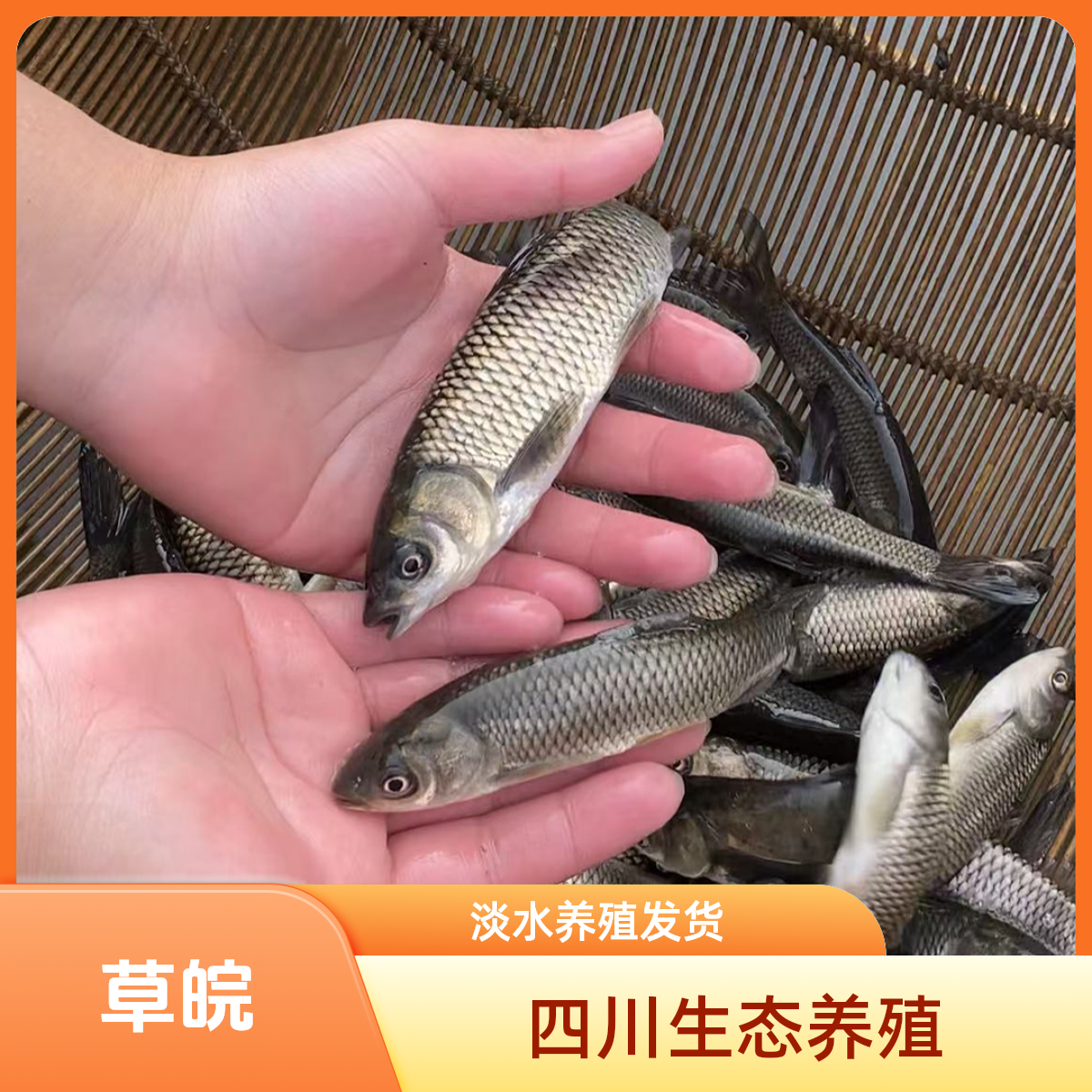 四川眉山渔场发货 草皖 淡水养殖