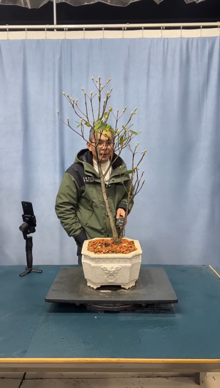 【闪购商品】盆景吊钟花