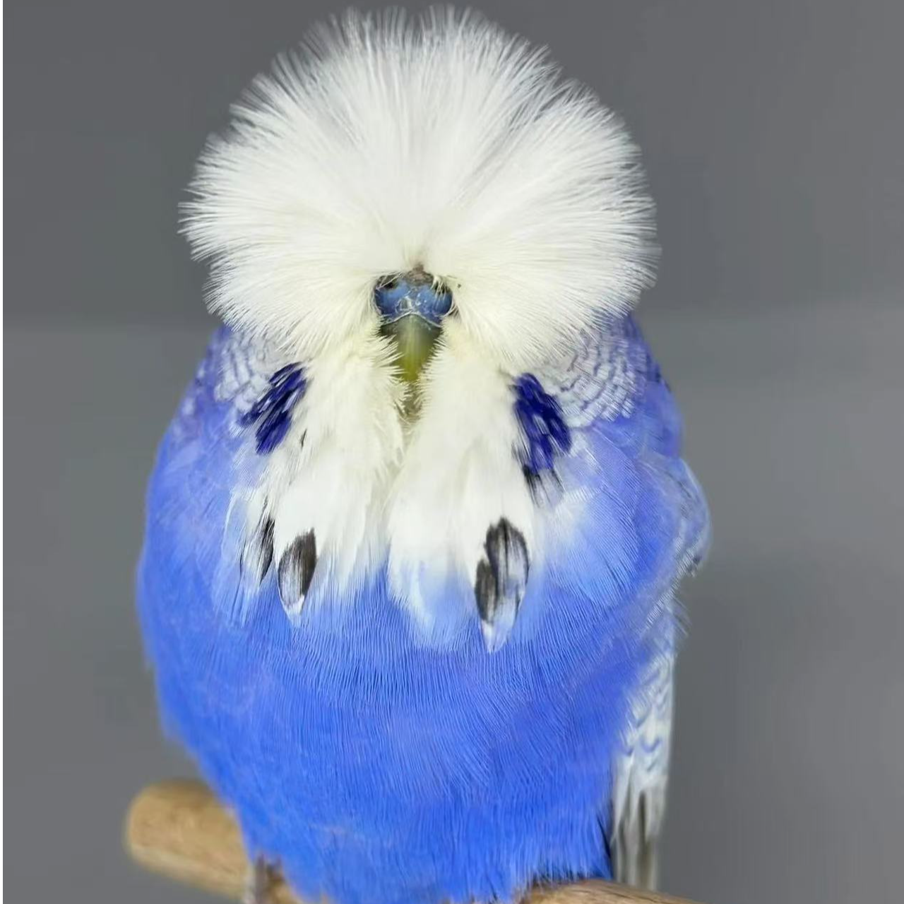 金彩虎皮鹦鹉宠物鸟