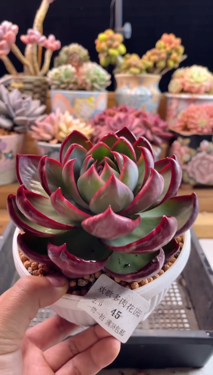 【闪购商品】2.9-45惊鸿