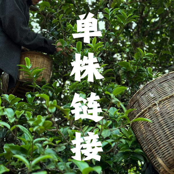 【周年庆】2025年 邦旭村 李星强家单株 头春古树森林普洱生茶散茶
