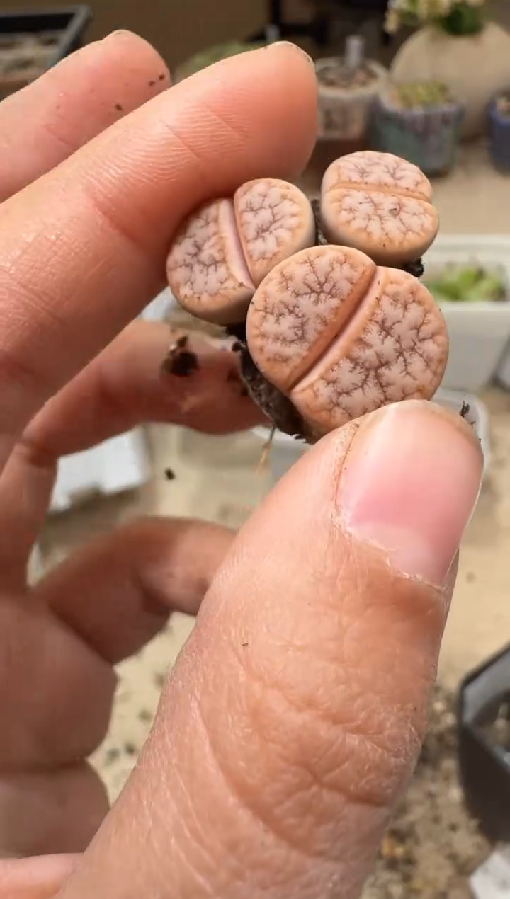 多肉植物肉锥3-368