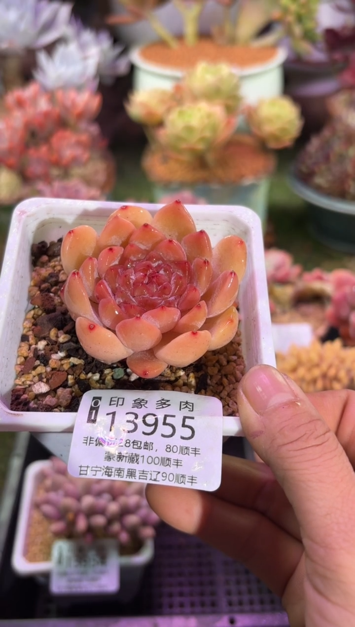 【闪购商品】13955