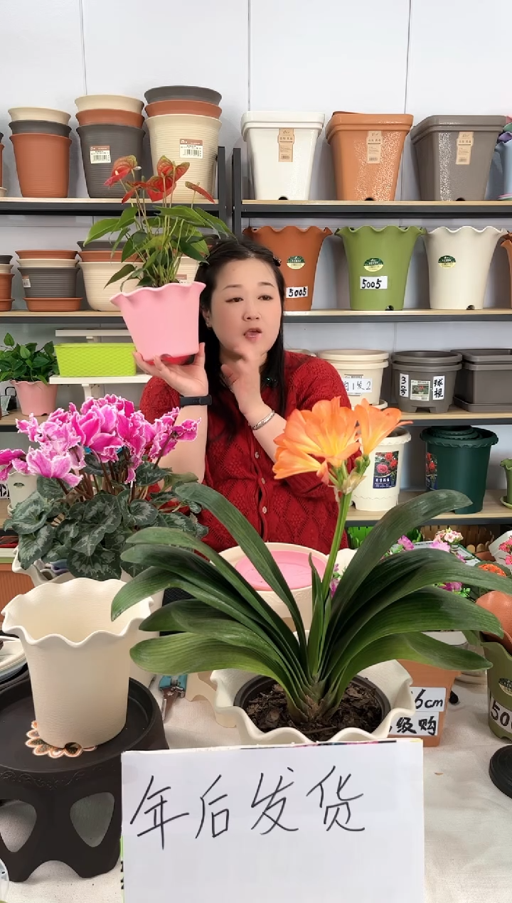 【闪购商品】树脂10套矮款荷叶边，粉色